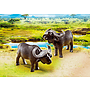 Playmobil, Wild Life - Kapska bufflar