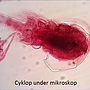 Levenhuk - Mikroskop - LabZZ M101 Moonstone Microscope
