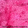 Levenhuk - Mikroskop - 2L PLUS Azure Microscope