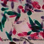 Levenhuk - Mikroskop - LabZZ M3 Microscope