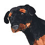 Stående Leksakshund Rottweiler Plysch Svart Och Brun Xxl
